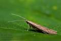 Coleophora_sternipennella_jb8281s