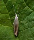 Coleophora_zelleriella_cv3915s