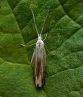 Coleophora_zelleriella_cv3915s