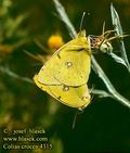 Colias_crocea_4315