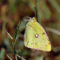 Colias_crocea_ak7899