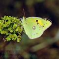 Colias_crocea_ak7911