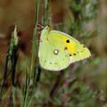 Colias_crocea_ak7916