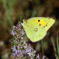 Colias_crocea_ak7923