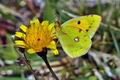 Colias_crocea_cz7435