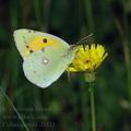 Colias_crocea_d1811