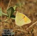 Colias_crocea_e2209