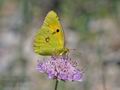 Colias_crocea_pi5713