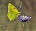 Colias_croceus_bg5774