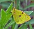 Colias_croceus_ca0356