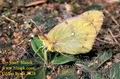 Colias_hyale_2628
