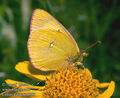 Colias_palaeno_8583