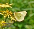 Colias_palaeno_mb3182