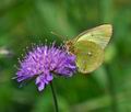 Colias_palaeno_ra6260