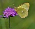 Colias_palaeno_ra6276