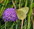 Colias_palaeno_ra6280