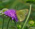 Colias_palaeno_ra6281