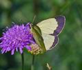 Colias_palaeno_ra6292