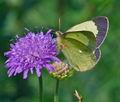 Colias_palaeno_ra6294