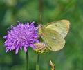 Colias_palaeno_ra6295