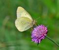 Colias_palaeno_ra6342