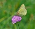 Colias_palaeno_ra6368