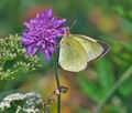 Colias_palaeno_ra6443