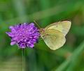 Colias_palaeno_ra6448