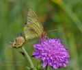 Colias_palaeno_ra6465