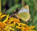 Colias_palaeno_ra6514