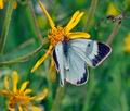 Colias_palaeno_ra6539