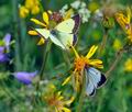 Colias_palaeno_ra6541