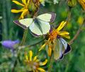 Colias_palaeno_ra6543