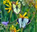 Colias_palaeno_ra6549