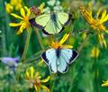 Colias_palaeno_ra6569