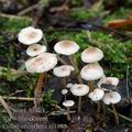 Collybia_cirrhata_aj1885