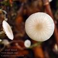 Collybia cookei bi1144