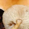 Collybia distorta bh9841