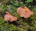 Collybia_fusipes_bo3600