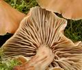 Collybia_fusipes_bo3617