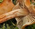 Collybia_fusipes_bo3619