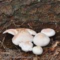 Collybia_maculata_be4147