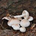 Collybia_maculata_be4153