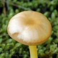 Collybia_ocior_am0022