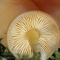 Collybia_ocior_am0030