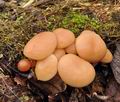 Collybia_ocior_br5931