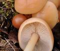 Collybia_ocior_br5938