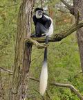 Colobus_guereza_bf3511