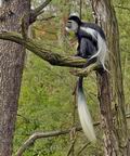 Colobus_guereza_bf3518