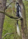 Colobus_guereza_bf3523